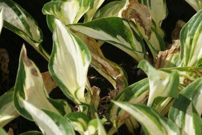  Funkia/Hartlelie (Hosta 'Fire And Ice')