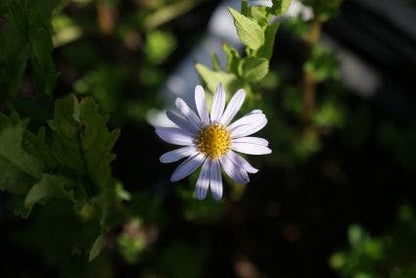  Zomeraster (Kalimeris Incisa 'Blue Star') BIO