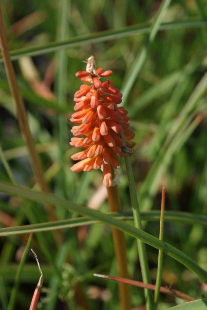  Vuurpijl/Fakkellelie (Kniphofia 'Alcazar')