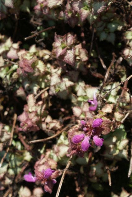  Dovenetel (Lamium Maculatum 'Beacon Silver')