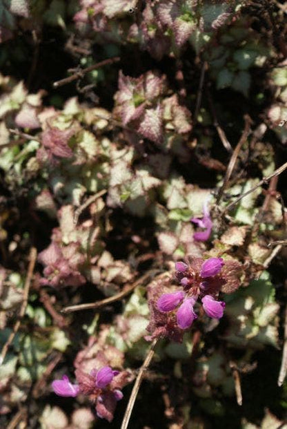  Dovenetel (Lamium Maculatum 'Beacon Silver')