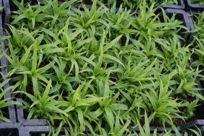  Grote Veldbies (Luzula Sylvatica)