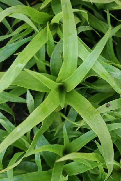  Grote Veldbies (Luzula Sylvatica)