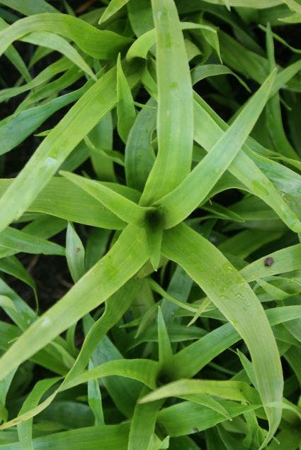 Grote Veldbies (Luzula Sylvatica)