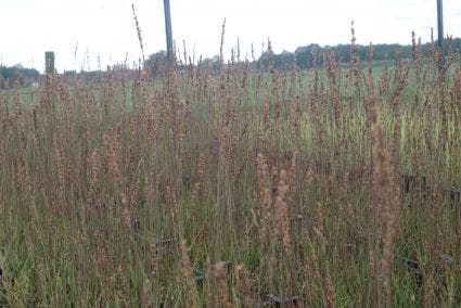  Pijpestrootje (Molinia Caerulea 'Moorhexe') BIO