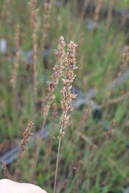  Pijpestrootje (Molinia Caerulea 'Moorhexe') BIO