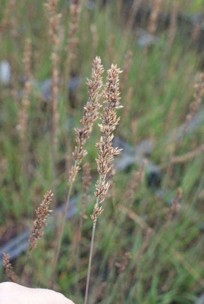  Pijpestrootje (Molinia Caerulea 'Moorhexe') BIO