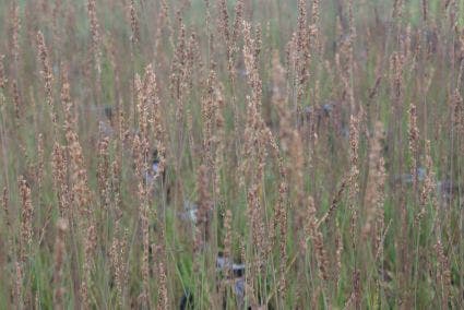  Pijpestrootje (Molinia Caerulea 'Moorhexe') BIO