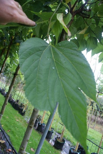  Dakmoerbei (Morus Alba 'Macrophylla')