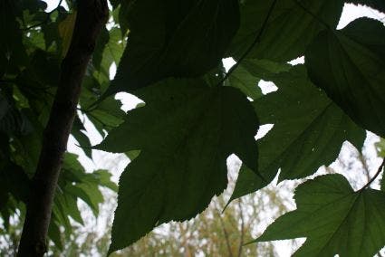  Dakmoerbei (Morus Alba 'Macrophylla')