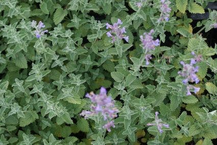  Kattenkruid (Nepeta 'Six Hills Giant')