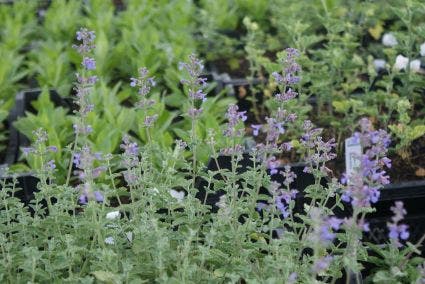  Kattenkruid (Nepeta 'Six Hills Giant')