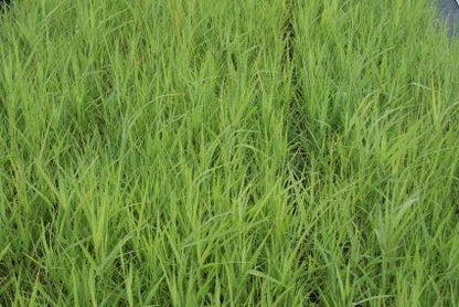  Riet (Phragmites Australis)