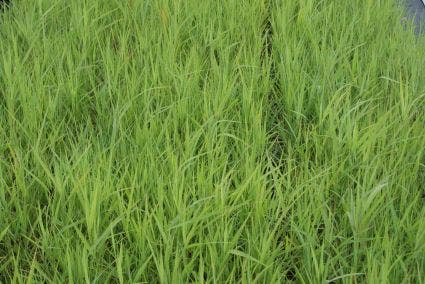  Riet (Phragmites Australis)