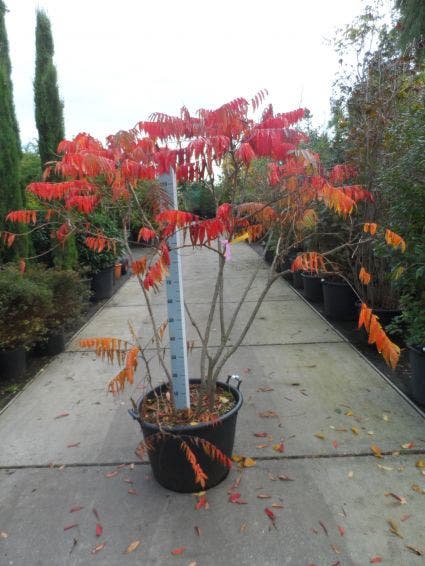  Fluweelboom, Struik (Rhus Typhina 'Dissecta' (Laciniata))