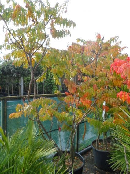  Fluweelboom, Struik (Rhus Typhina 'Dissecta' (Laciniata))