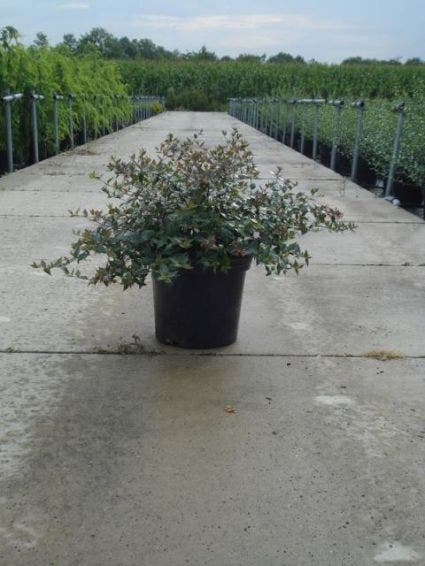  Abelia (Abelia Grandiflora)
