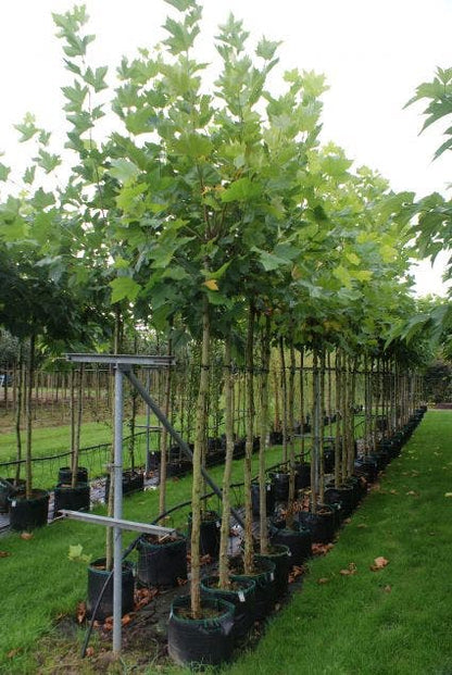  Plataan (Platanus Hispanica)