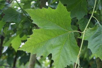  Plataan (Platanus Hispanica)