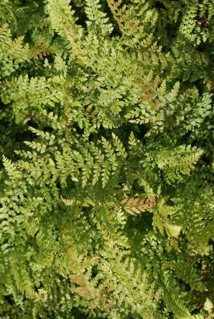  Naaldvaren (Polystichum Setiferum 'Herrenhausen') BIO