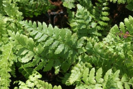  Naaldvaren (Polystichum Setiferum)