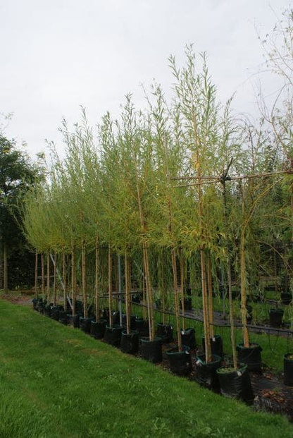  Knotwilg (Salix Alba)