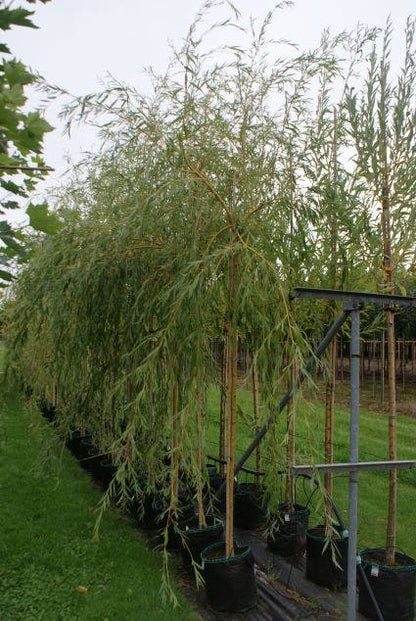  Treurwilg (Salix Sepulcralis 'Chrysocoma')