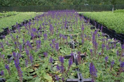  Salie (Salvia Nemorosa 'Mainacht')
