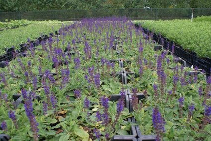 Salie (Salvia Nemorosa 'Mainacht')