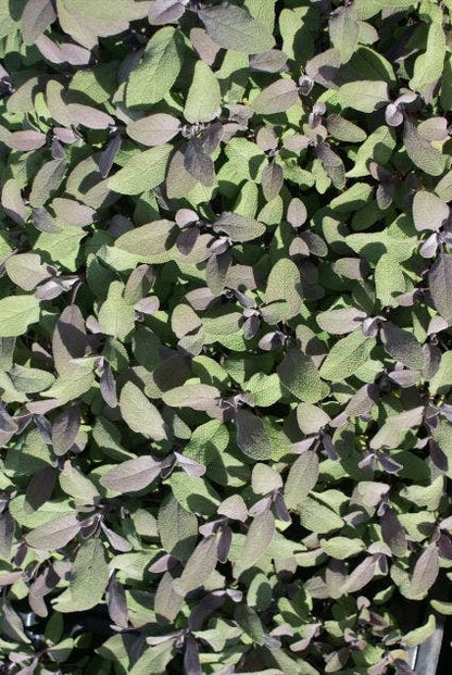  Salie (Salvia Officinalis 'Purpurascens')