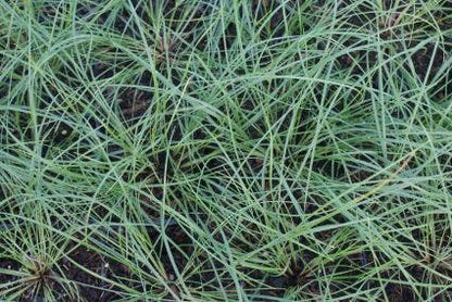  Vedergras (Stipa Capillata)