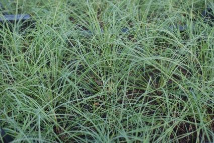  Vedergras (Stipa Capillata)
