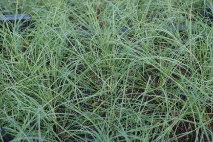  Vedergras (Stipa Capillata)