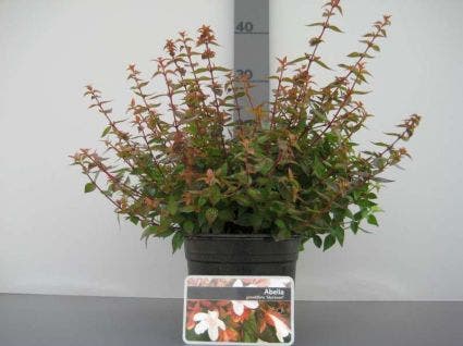  Abelia (Abelia Grandiflora 'Sherwood')