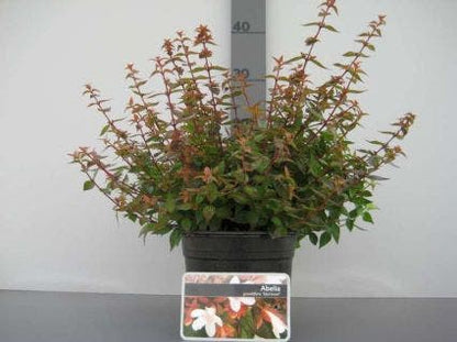  Abelia (Abelia Grandiflora 'Sherwood')