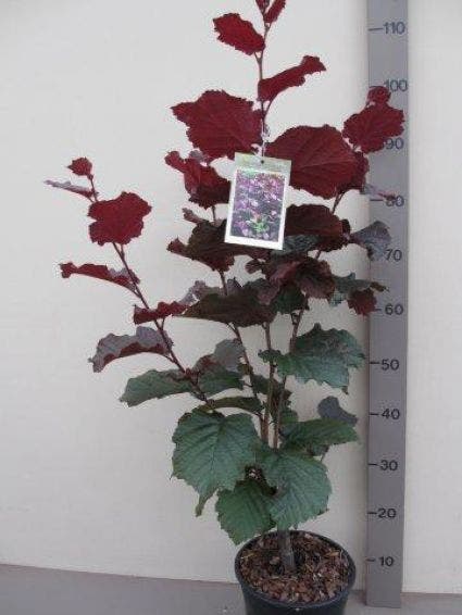  Rode Hazelaar (Corylus Maxima 'Purpurea')