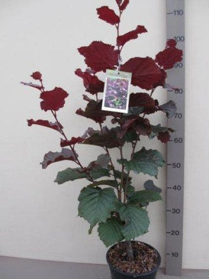  Rode Hazelaar (Corylus Maxima 'Purpurea')