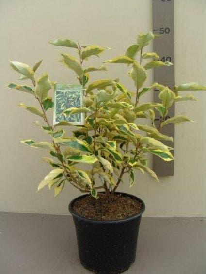  Bontbladige Olijfwilg (Elaeagnus Ebbingei 'Gilt Edge')