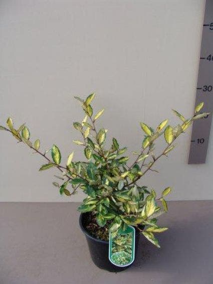  Olijfwilg (Elaeagnus Pungens 'Maculata')
