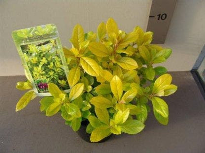  Escallonia (Escallonia 'Gold Ellen')