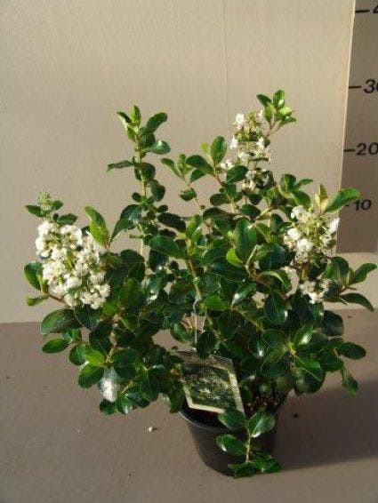 Escallonia (Escallonia 'Iveyi')