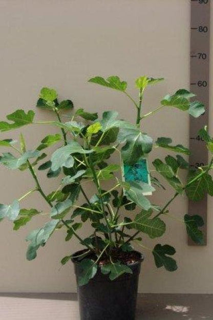  Vijg (Ficus Carica)