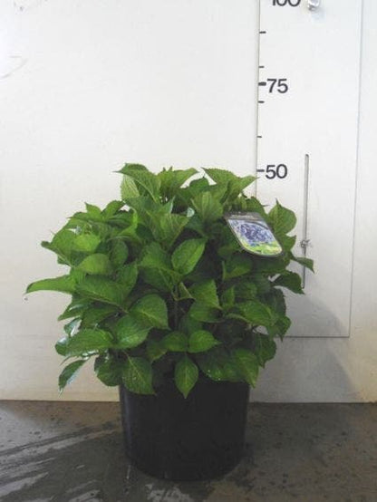  Hortensia (Hydrangea Macrophylla 'Nikko Blue')