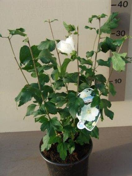  Altheastruik (Hibiscus Syriacus 'William R. Smith')