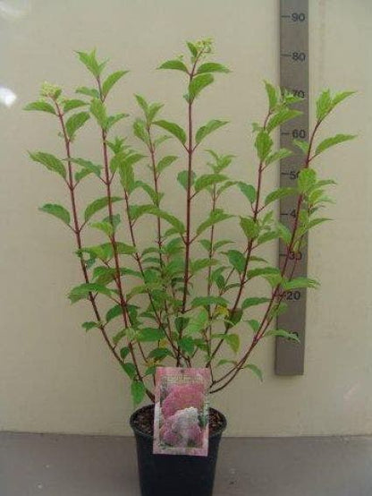  Pluimhortensia (Hydrangea Paniculata 'Vanille Fraise')