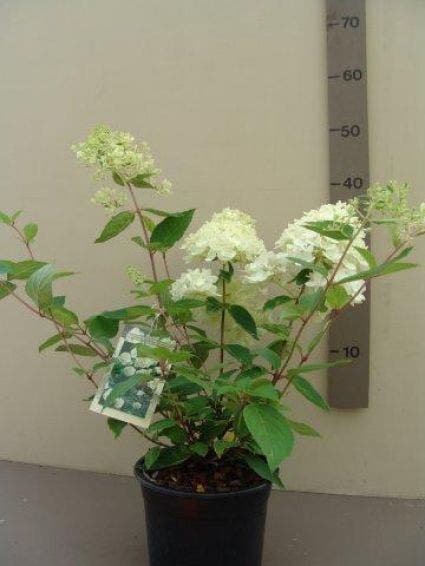  Hortensia (Hydrangea Paniculata 'Grandiflora')