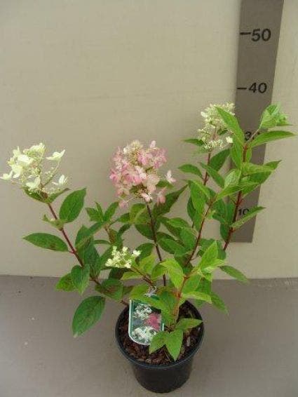  Pluimhortensia (Hydrangea Paniculata 'Pink Diamond')