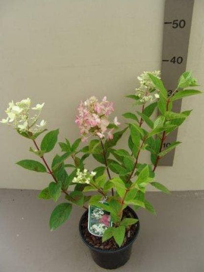  Pluimhortensia (Hydrangea Paniculata 'Pink Diamond')
