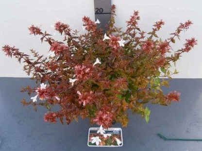  Abelia (Abelia Grandiflora 'Sherwood')
