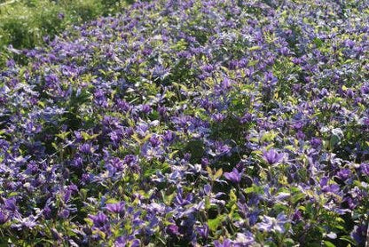  Bosrank (Clematis 'Arabella')
